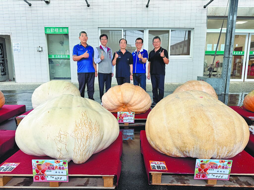 觀音區農會（12日）舉辦年度大南瓜稱重大賽!