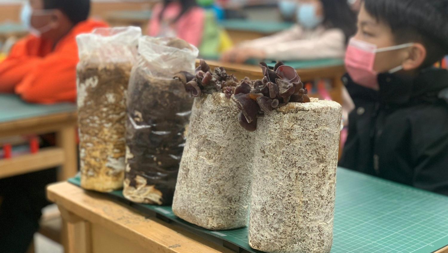 指導四健會員們認識香菇栽種